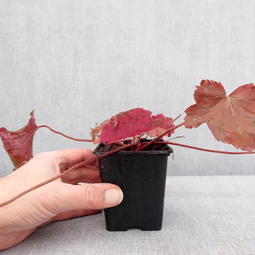 Heuchera Bloody Dinosaur Vasetto da 8/9 cm esemplare consegnato in inverno