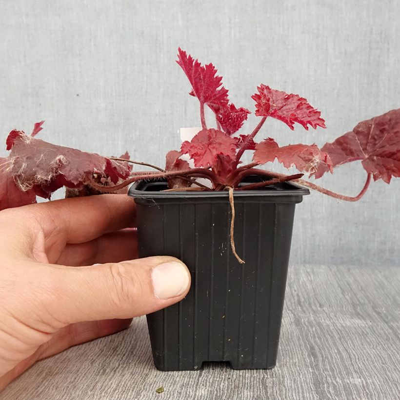 Heuchera Bloody Dinosaur Vasetto da 8/9 cm esemplare consegnato in primavera