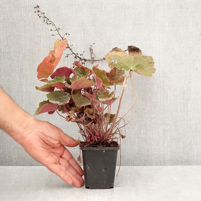 Esemplare di Heuchera Brownies Vasetto da 8/9 cm come consegnato in autunno