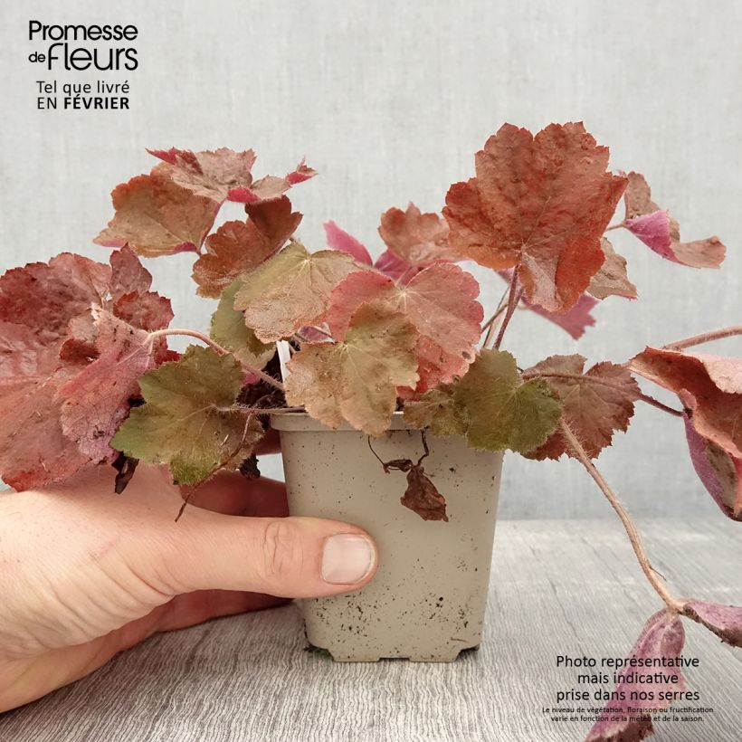 Heuchera Brownies Vasetto da 8/9 cm esemplare consegnato in inverno