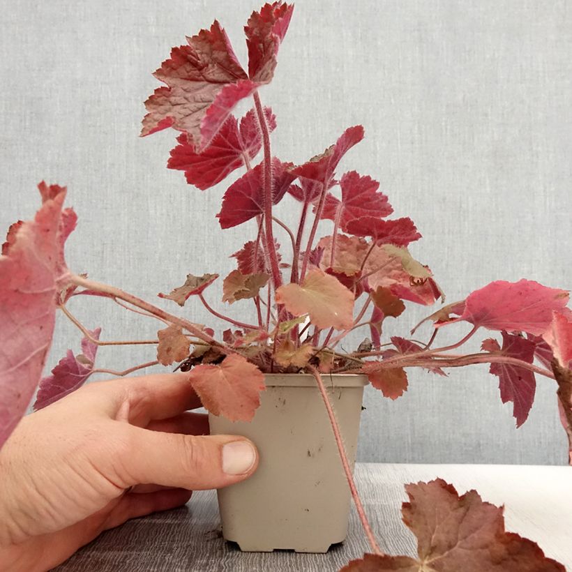 Heuchera Brownies Vasetto da 8/9 cm esemplare consegnato in primavera