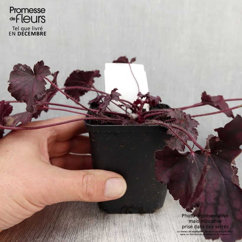 Esemplare di Heuchera Frosted Violet Vasetto da 8/9 cm come consegnato in autunno