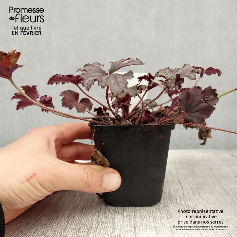 Heuchera Frosted Violet Vasetto da 8/9 cm esemplare consegnato in inverno