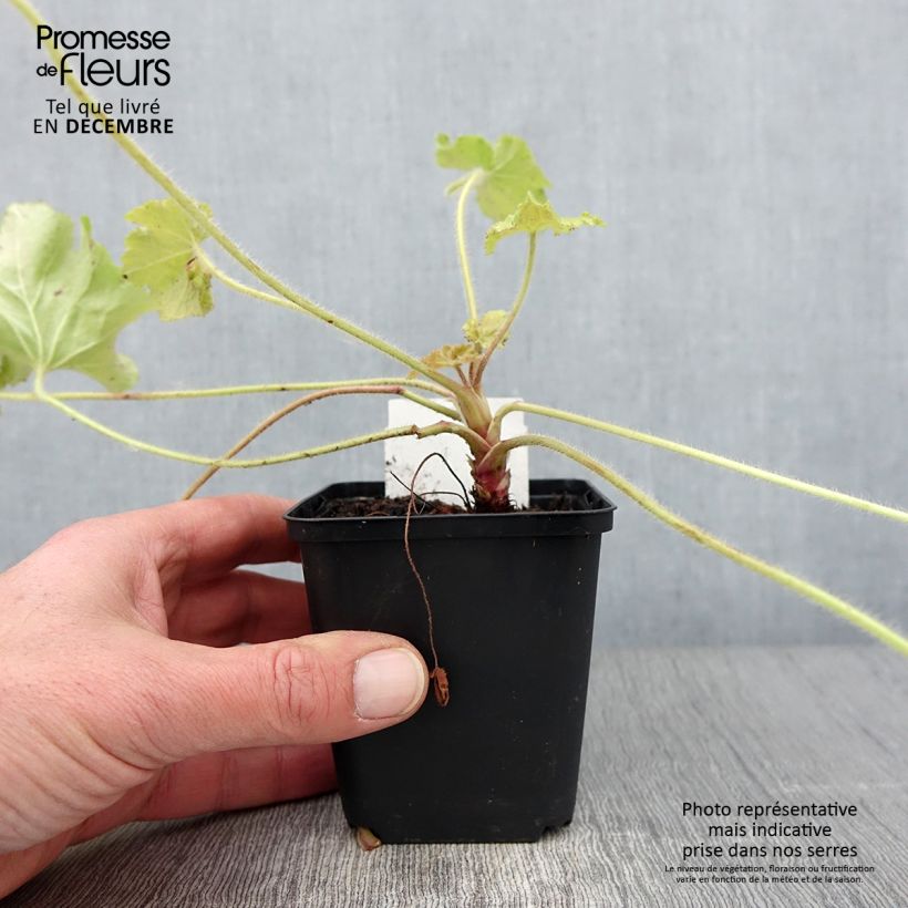 Esemplare di Heuchera Guacamole Vasetto da 8/9 cm come consegnato in autunno