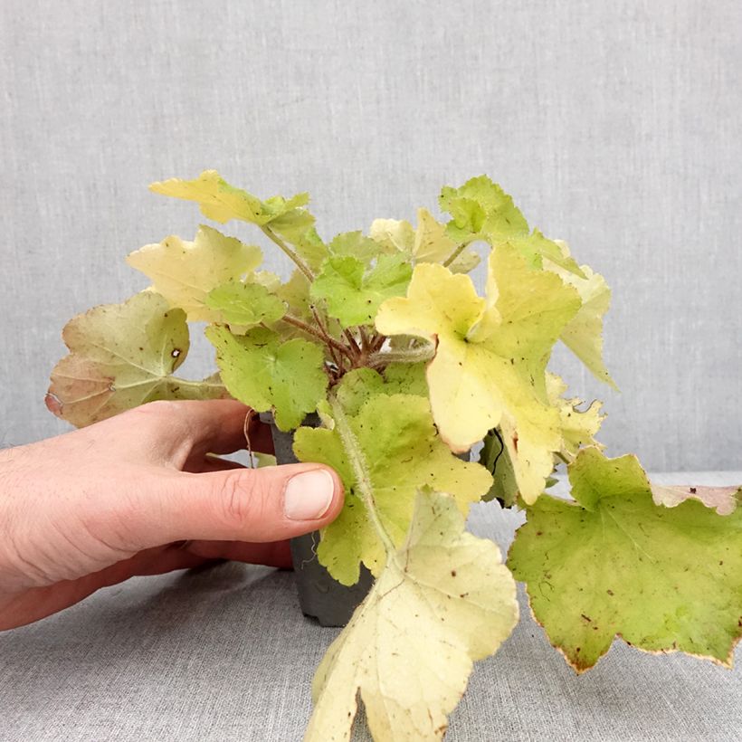 Heuchera Guacamole Vasetto da 8/9 cm esemplare consegnato in inverno