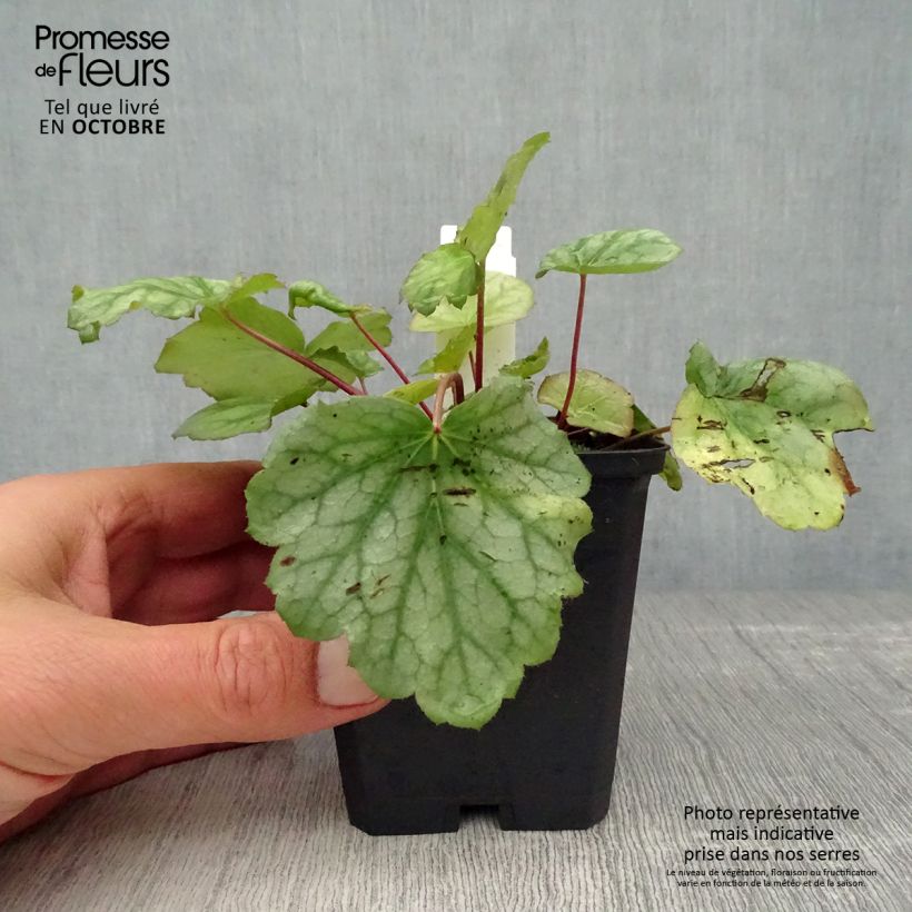 Esemplare di Heuchera americana Dale's Strain Vasetto da 8/9 cm come consegnato in autunno