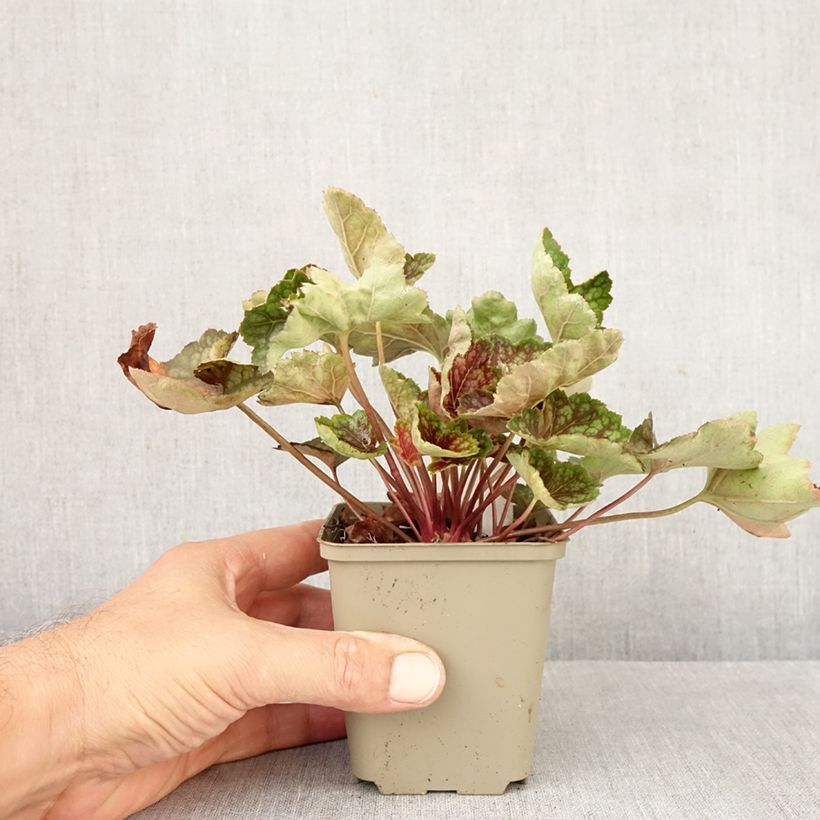 Esemplare di Heuchera Beauty Colour Vasetto da 8/9 cm come consegnato in autunno