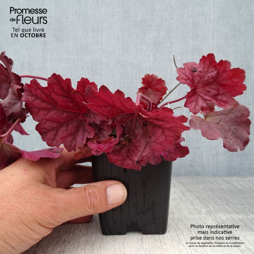 Esemplare di Heuchera Berry Smoothie Vasetto da 8/9 cm come consegnato in autunno
