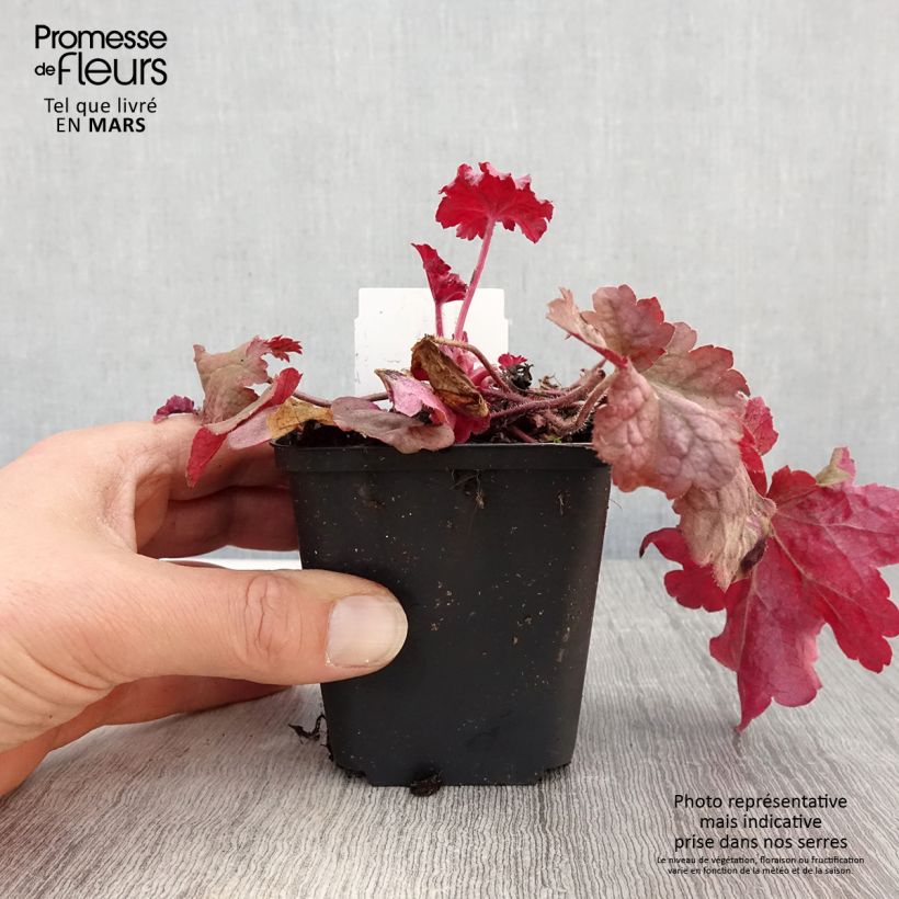 Heuchera Berry Smoothie Vasetto da 8/9 cm esemplare consegnato in primavera