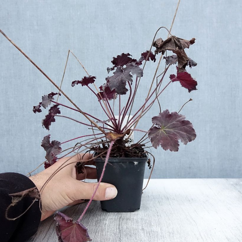 Esemplare di Heuchera Binoche Vasetto da 8/9 cm come consegnato in autunno