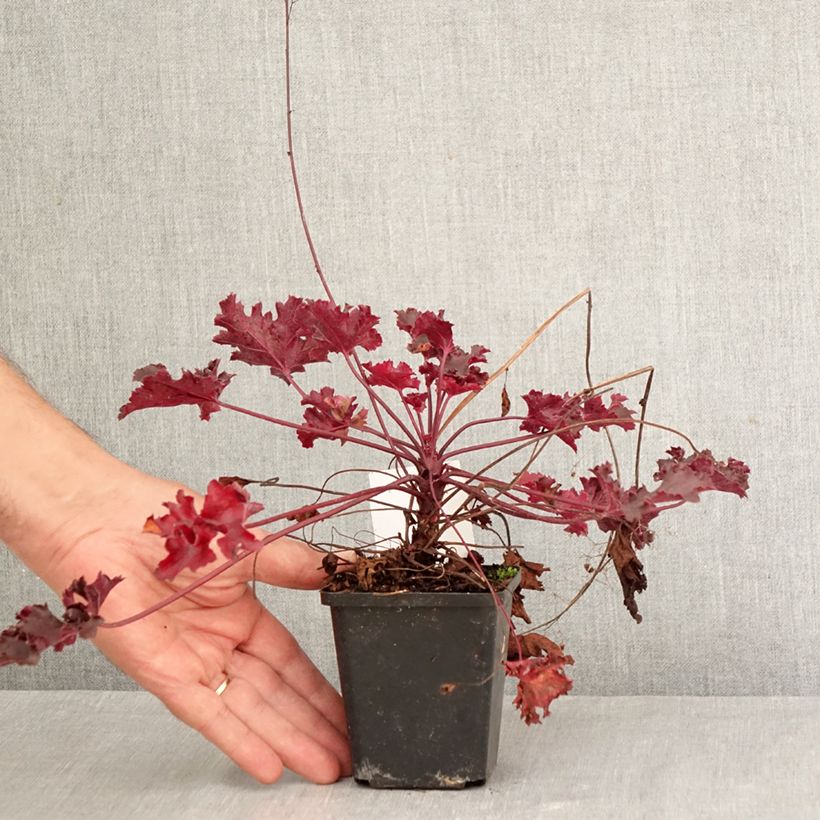 Esemplare di Heuchera Black Beauty Vasetto da 8/9 cm come consegnato in autunno