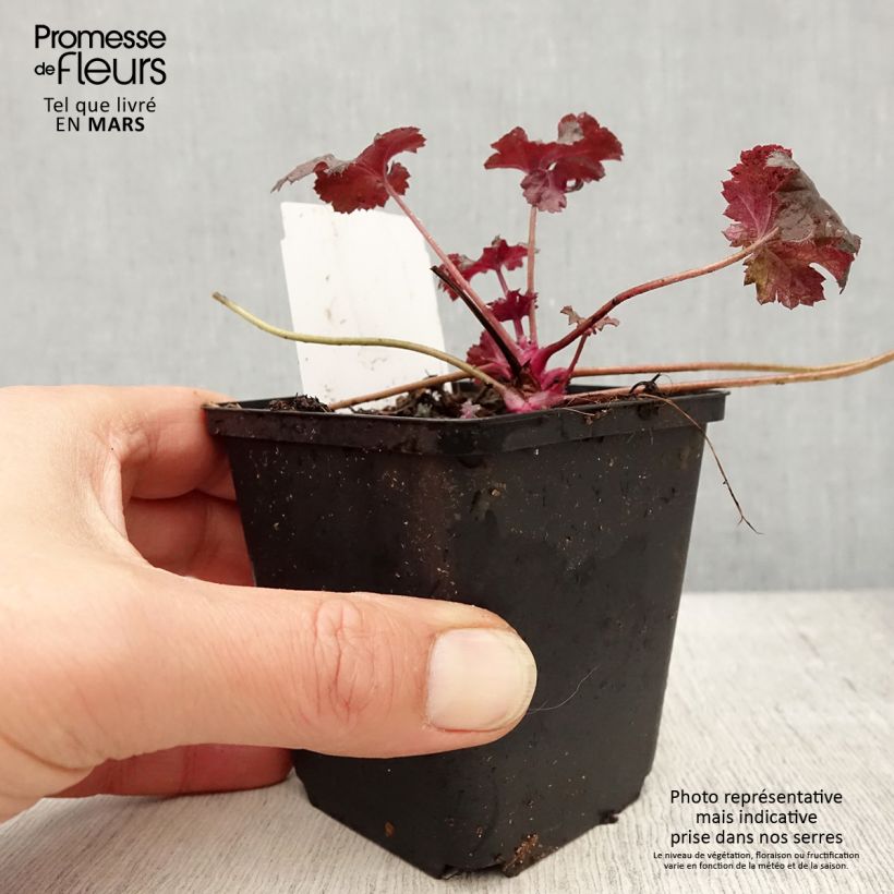 Heuchera Black Pearl Vasetto da 8/9 cm esemplare consegnato in primavera