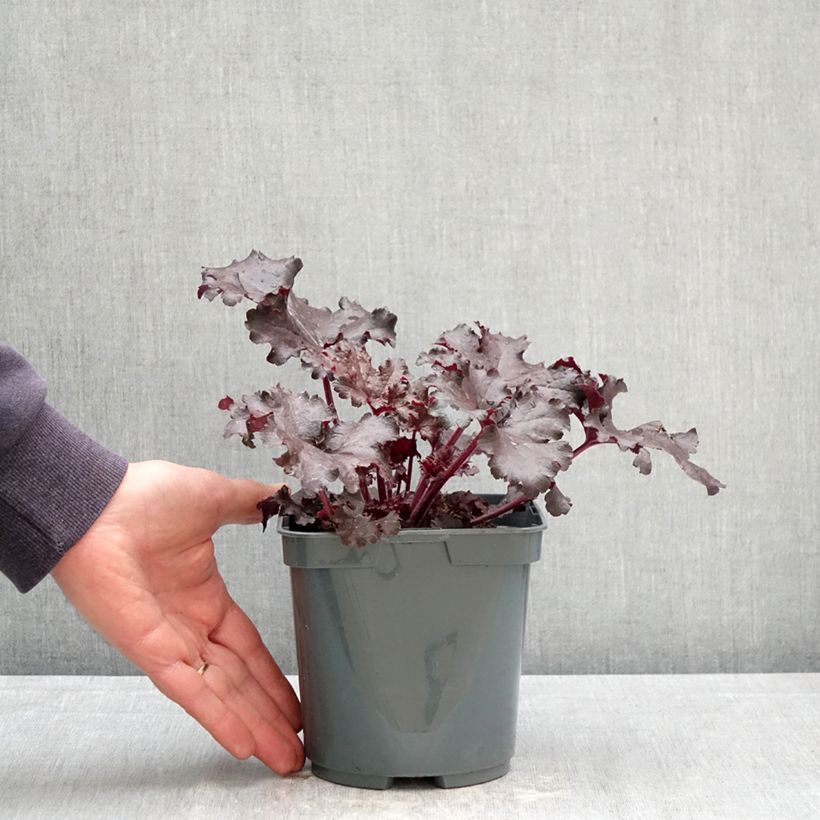Heuchera Black Pearl Vaso da 2L/3L esemplare consegnato in primavera