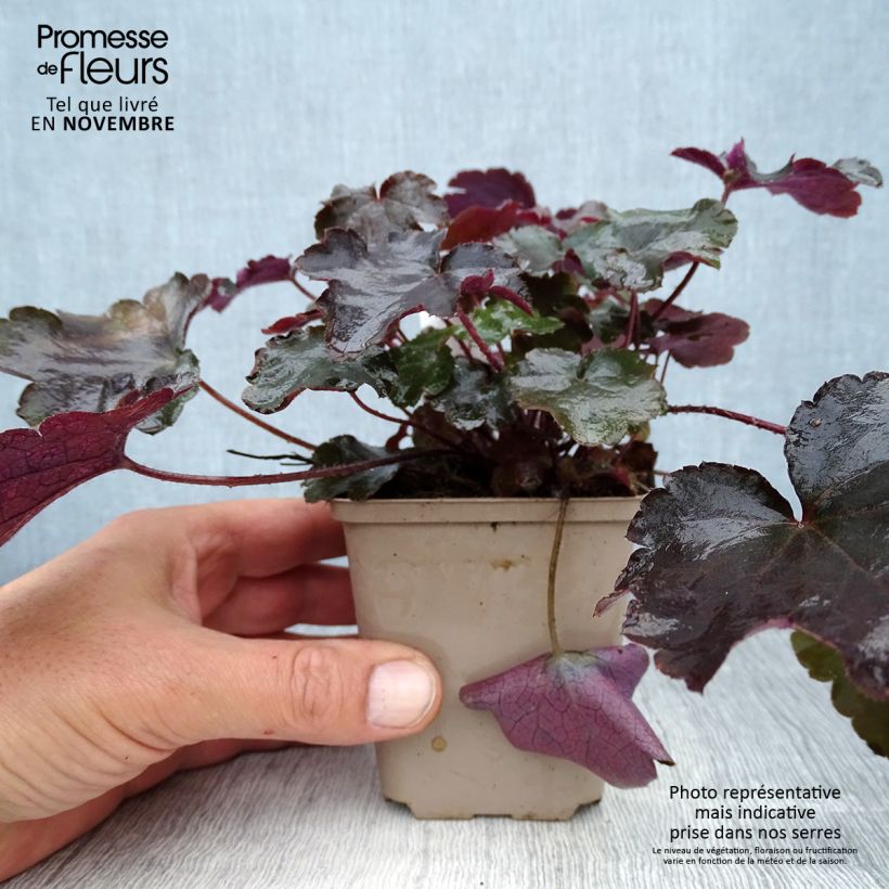 Esemplare di Heuchera Blackout Vasetto da 8/9 cm come consegnato in autunno