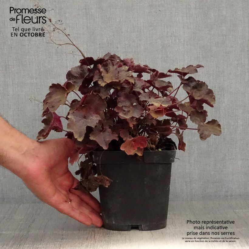 Esemplare di Heuchera Blackout Vaso da 2L/3L come consegnato in autunno