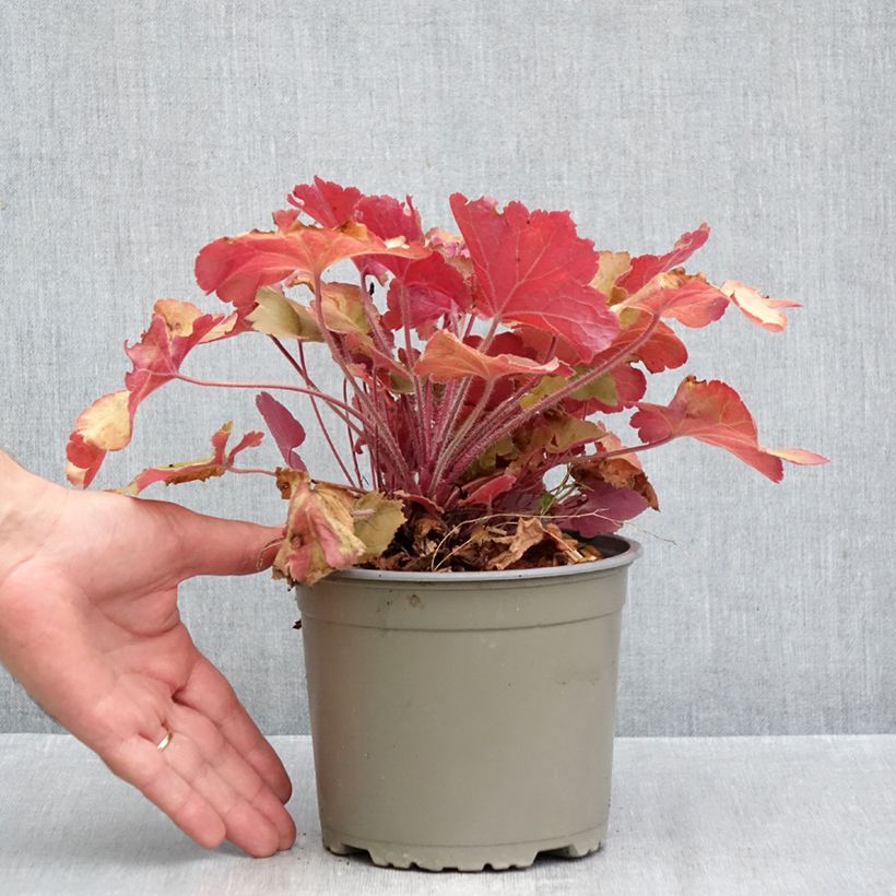 Esemplare di Heuchera Caramel Vaso da 2L/3L come consegnato in autunno