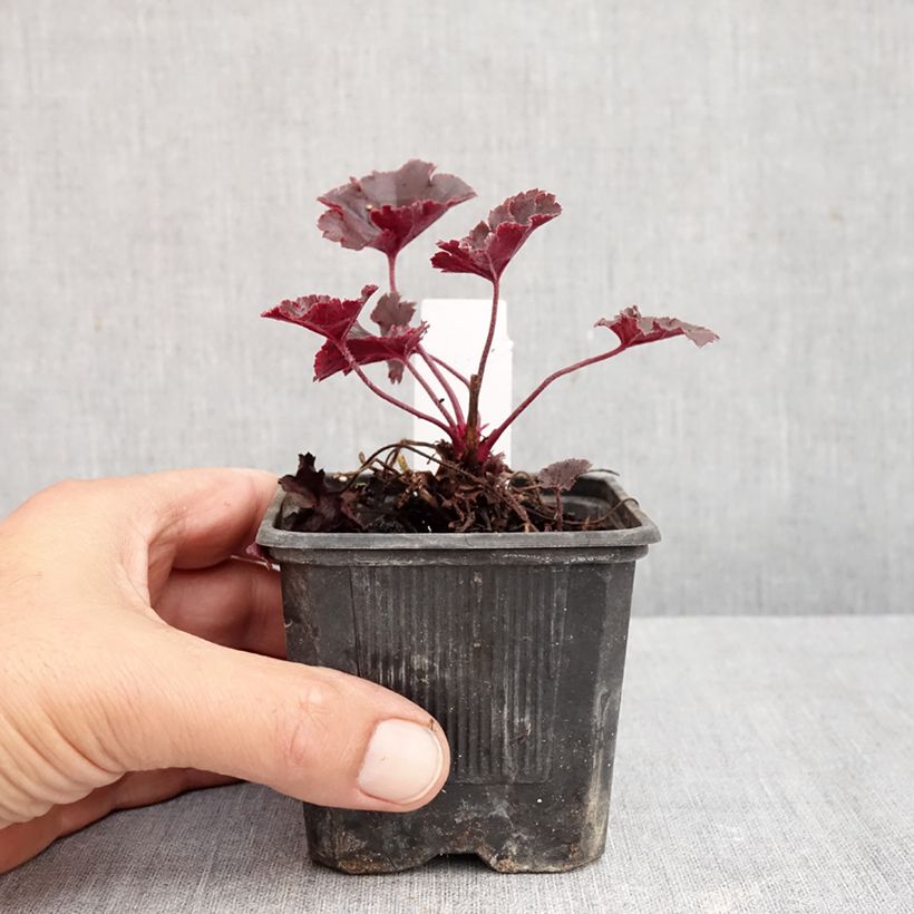 Esemplare di Heuchera Chocolate Ruffle Vasetto da 8/9 cm come consegnato in autunno