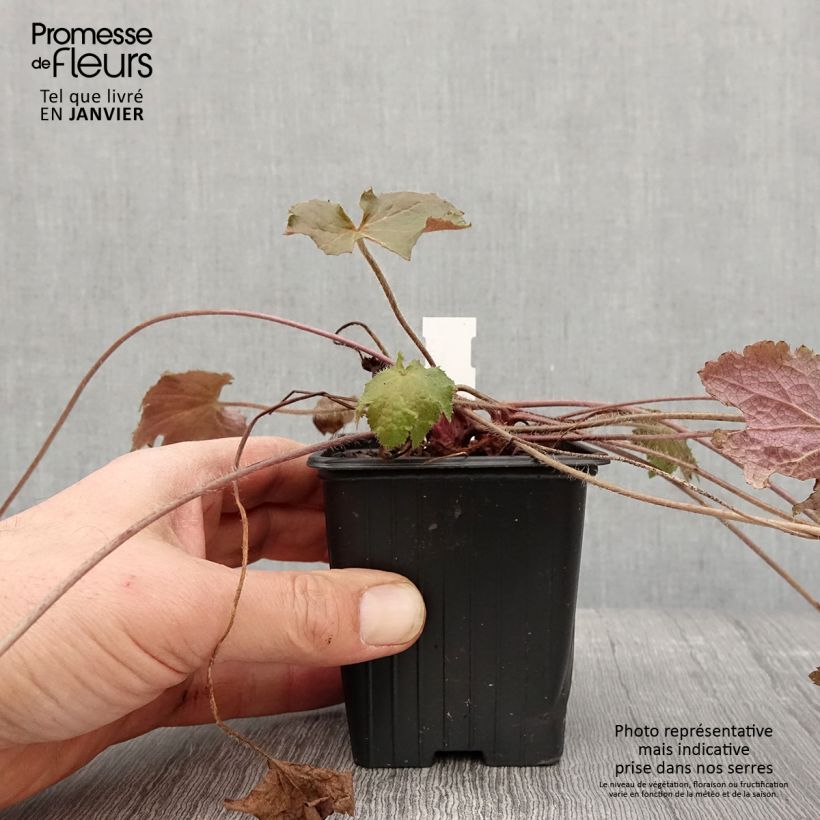 Heuchera Copper Dinosaur Vasetto da 8/9 cm esemplare consegnato in inverno