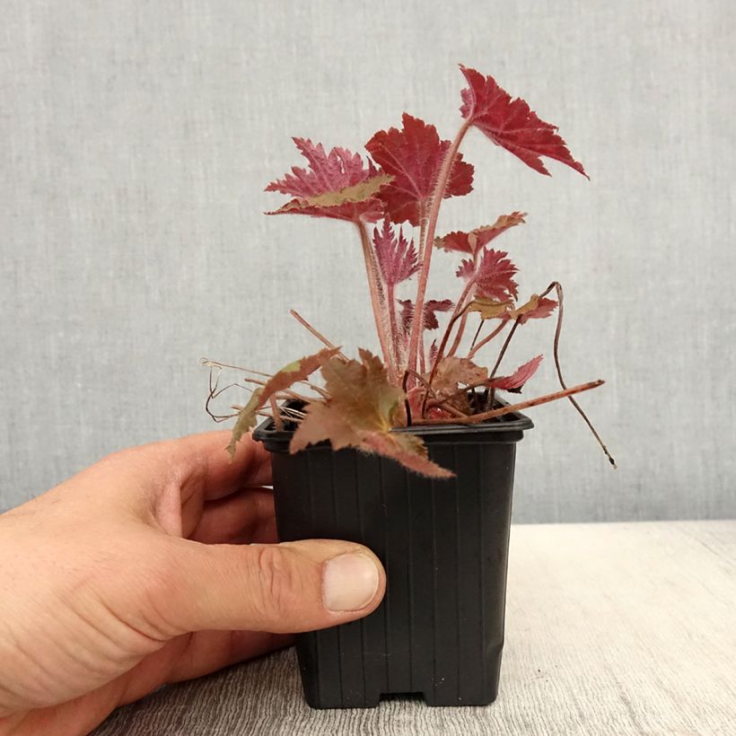 Heuchera Copper Dinosaur Vasetto da 8/9 cm esemplare consegnato in primavera