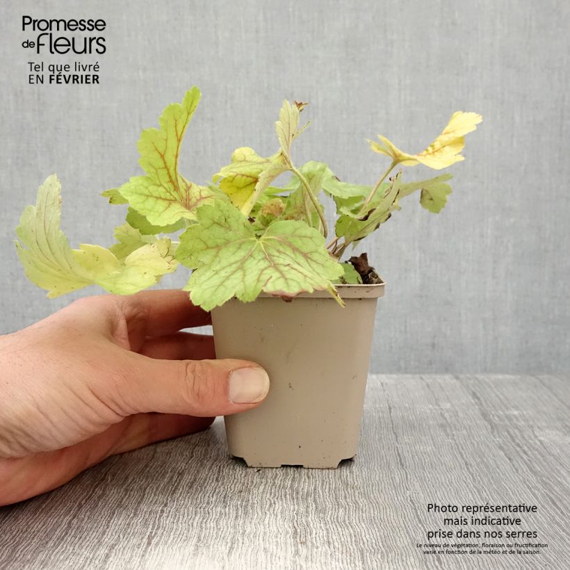 Heuchera Electric Lime Vasetto da 8/9 cm esemplare consegnato in inverno
