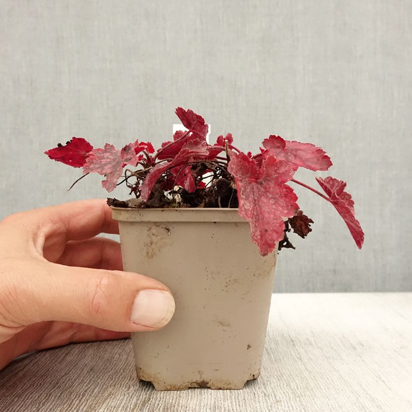 Esemplare di Heuchera Fire Chief Vasetto da 8/9 cm come consegnato in autunno