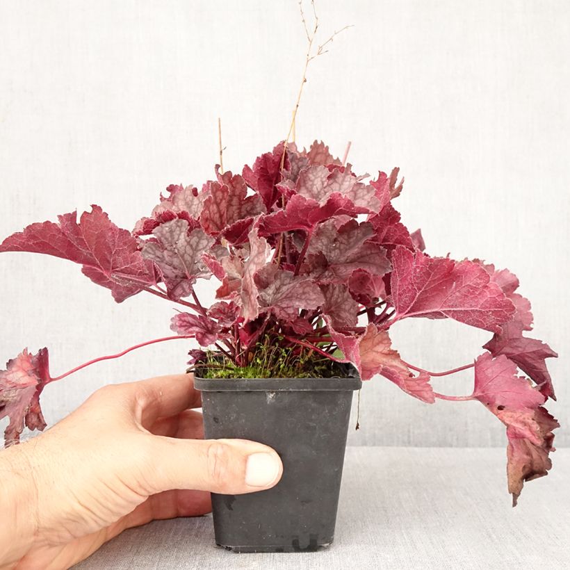 Esemplare di Heuchera Flower Power Vasetto da 8/9 cm come consegnato in autunno
