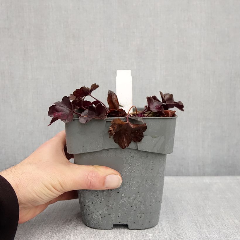 Esemplare di Heuchera Forever Purple Vaso da 1,5L/2L come consegnato in autunno