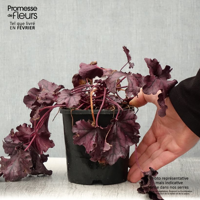 Heuchera Forever Purple Vaso da 1,5L/2L esemplare consegnato in inverno