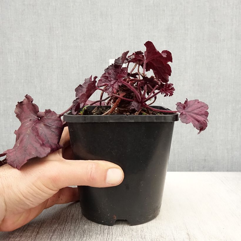Heuchera Forever Purple Vaso da 1,5L/2L esemplare consegnato in primavera