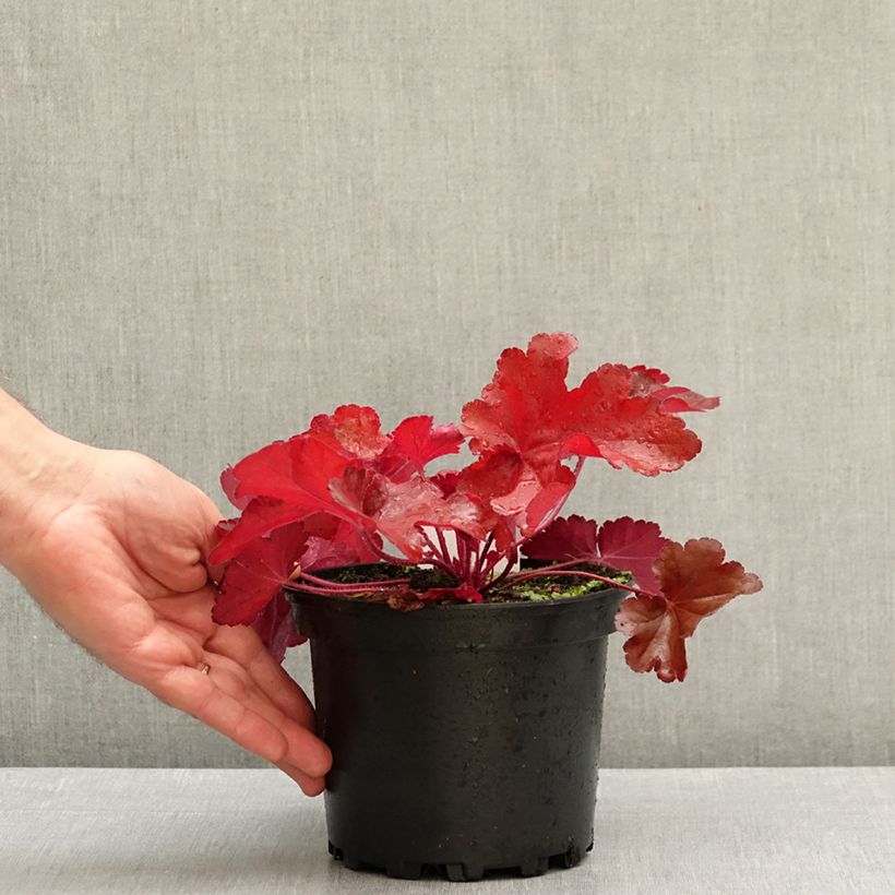 Esemplare di Heuchera Forever Red Vaso da 1,5L/2L come consegnato in autunno