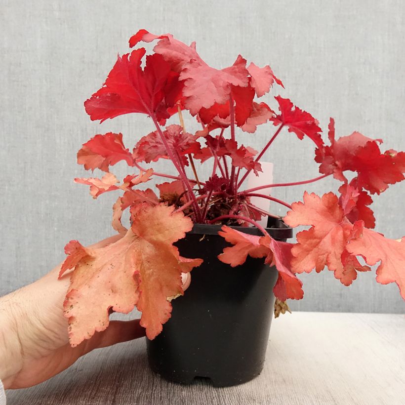 Heuchera Forever Red Vaso da 1,5L/2L esemplare consegnato in primavera
