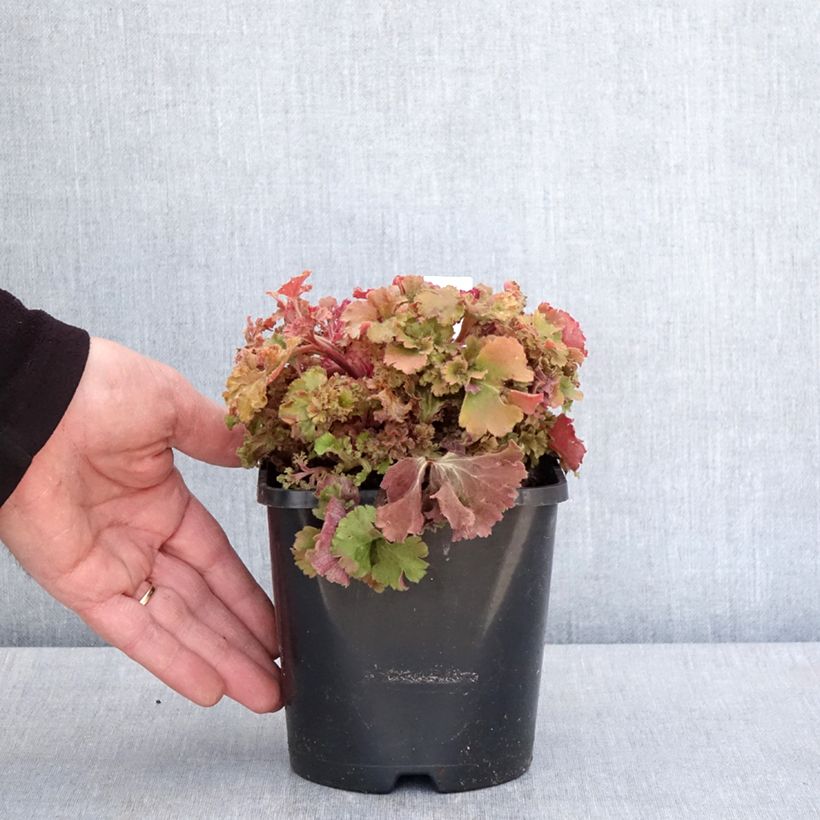 Heuchera Frilly Vaso da 1,5L/2L esemplare consegnato in primavera