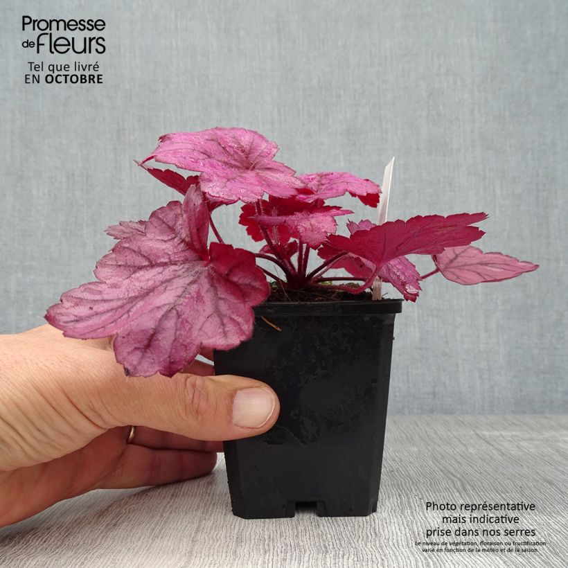 Esemplare di Heuchera Georgia Plum Vasetto da 8/9 cm come consegnato in autunno