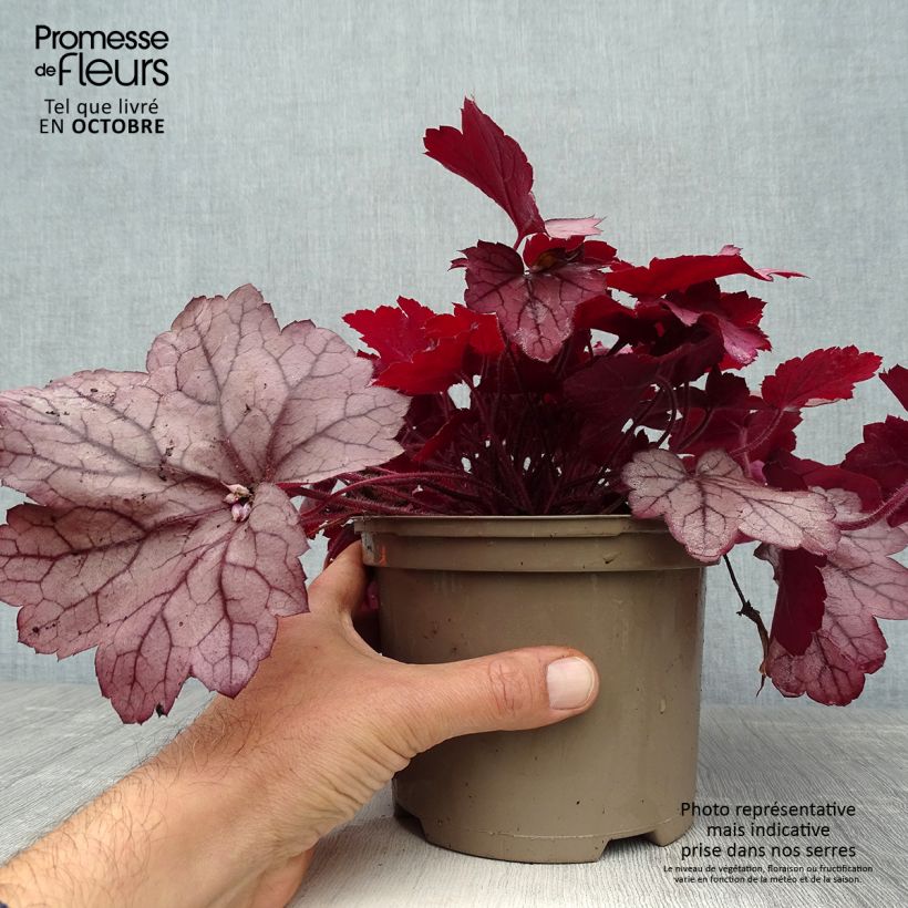 Esemplare di Heuchera Georgia Plum Vaso da 2L/3L come consegnato in autunno
