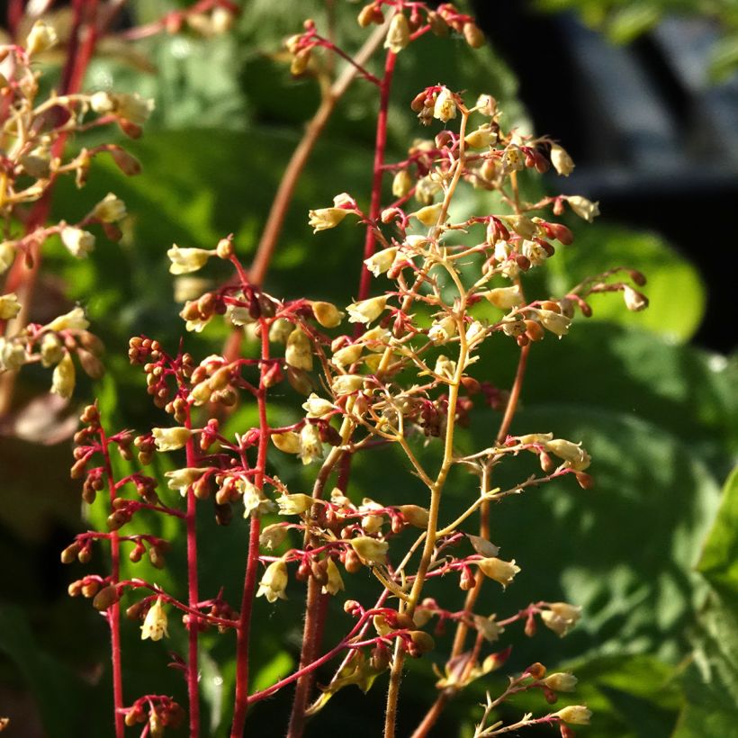 Heuchera Ginger Ale (Fioritura)