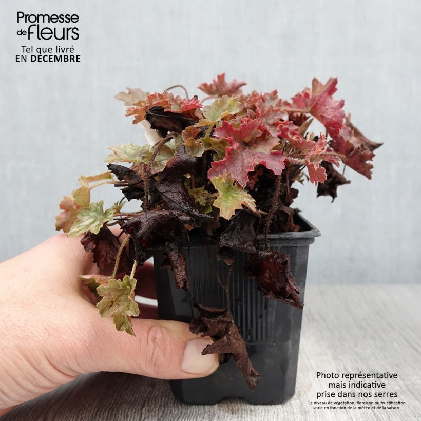 Esemplare di Heuchera Ginger Ale Vasetto da 8/9 cm come consegnato in autunno