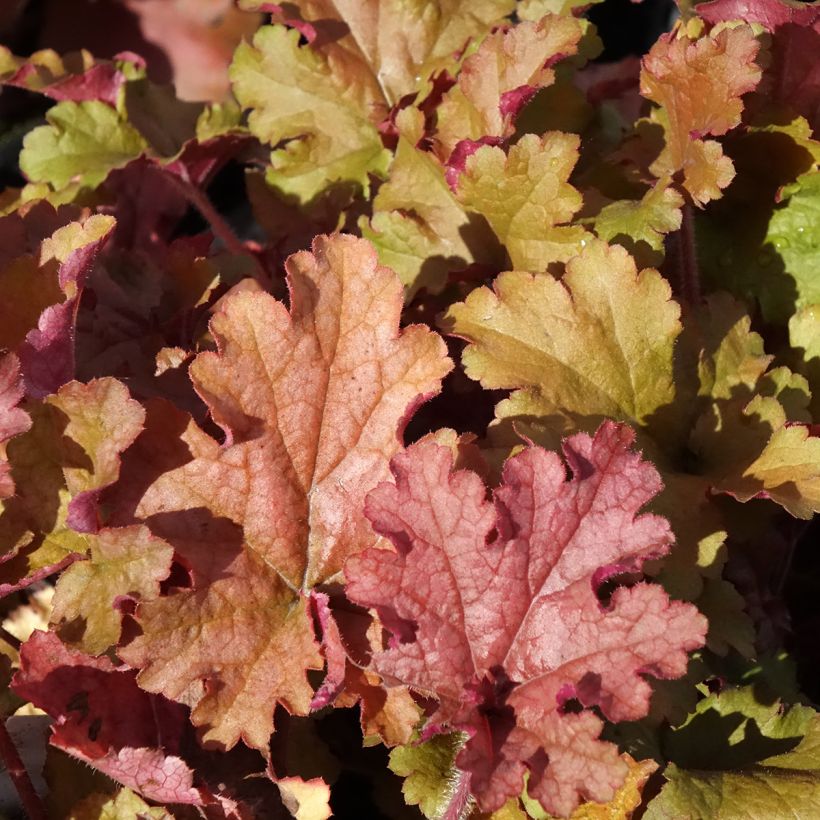 Heuchera Ginger Peach (Fogliame)