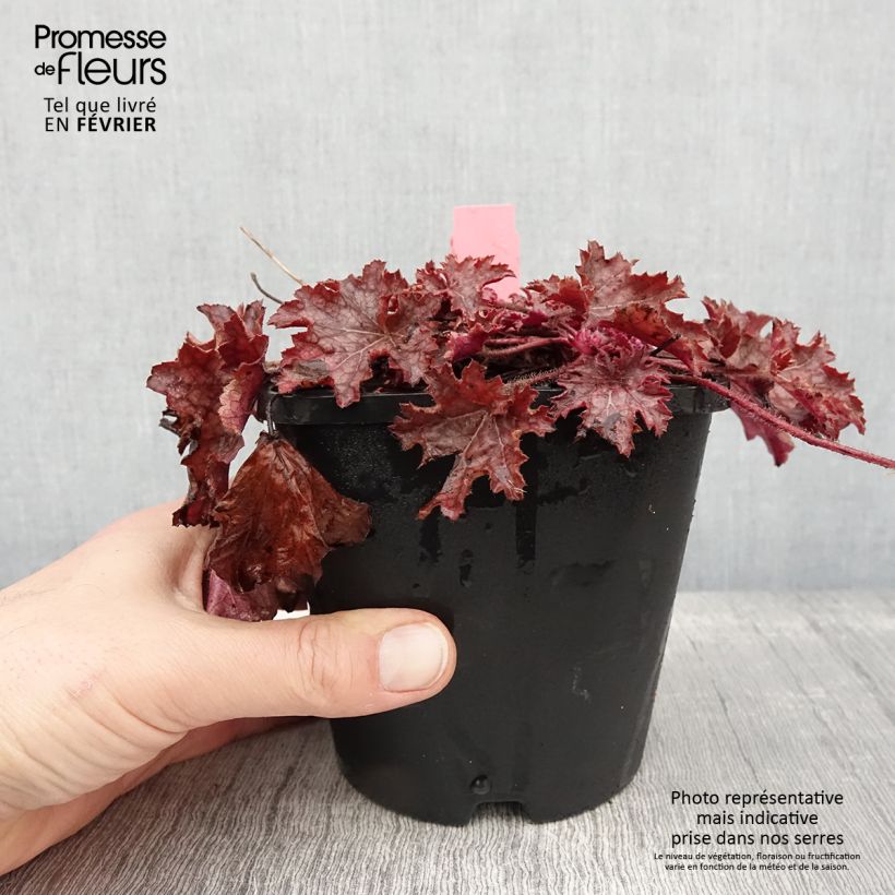 Heuchera Ginger Peach Vaso da 1L/1,5L esemplare consegnato in inverno