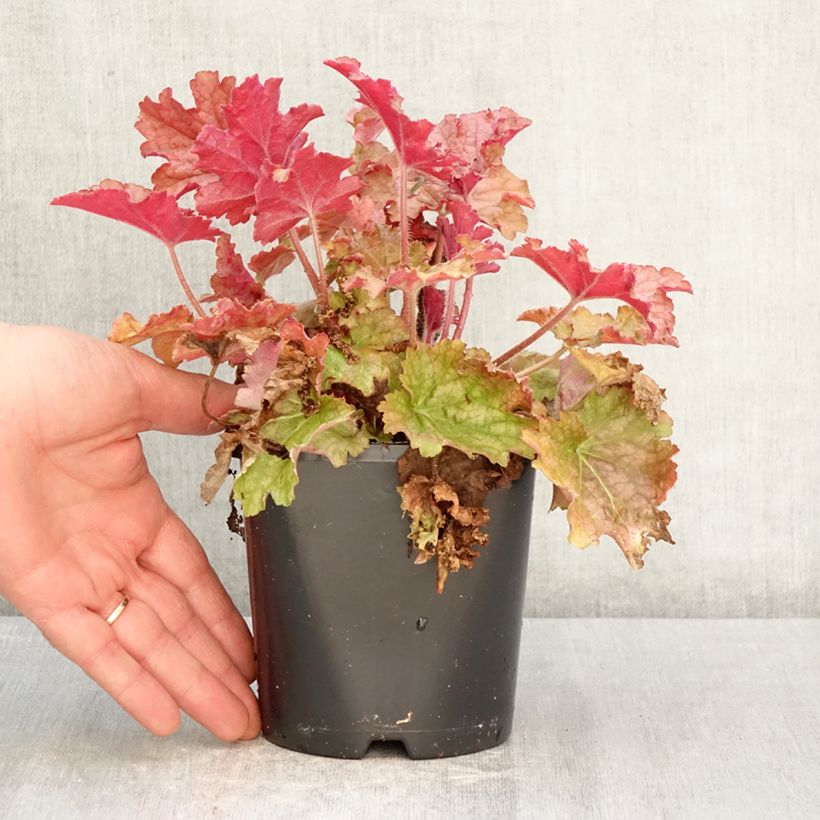 Heuchera Ginger Peach Vaso da 1L/1,5L esemplare consegnato in primavera