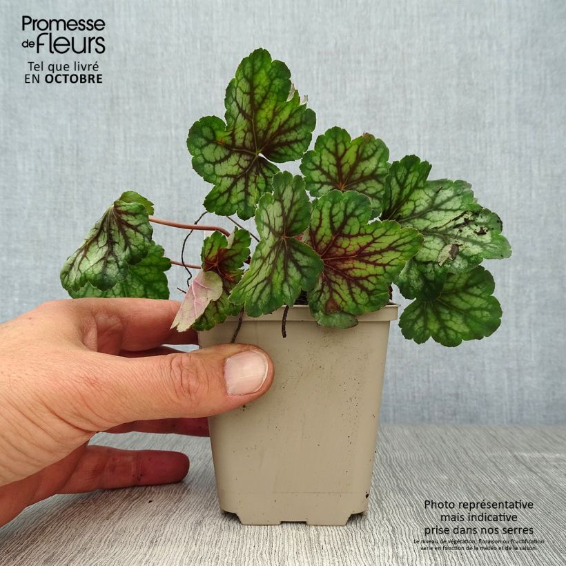 Esemplare di Heuchera Green Spice Vasetto da 8/9 cm come consegnato in autunno