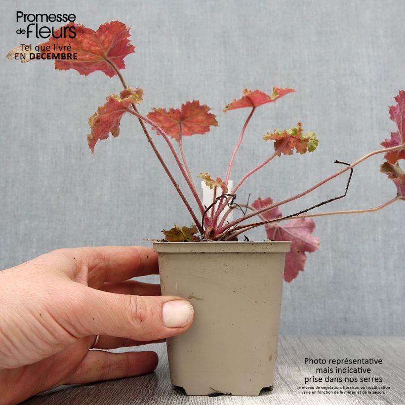 Heuchera Kassandra Vasetto da 8/9 cm esemplare consegnato in inverno