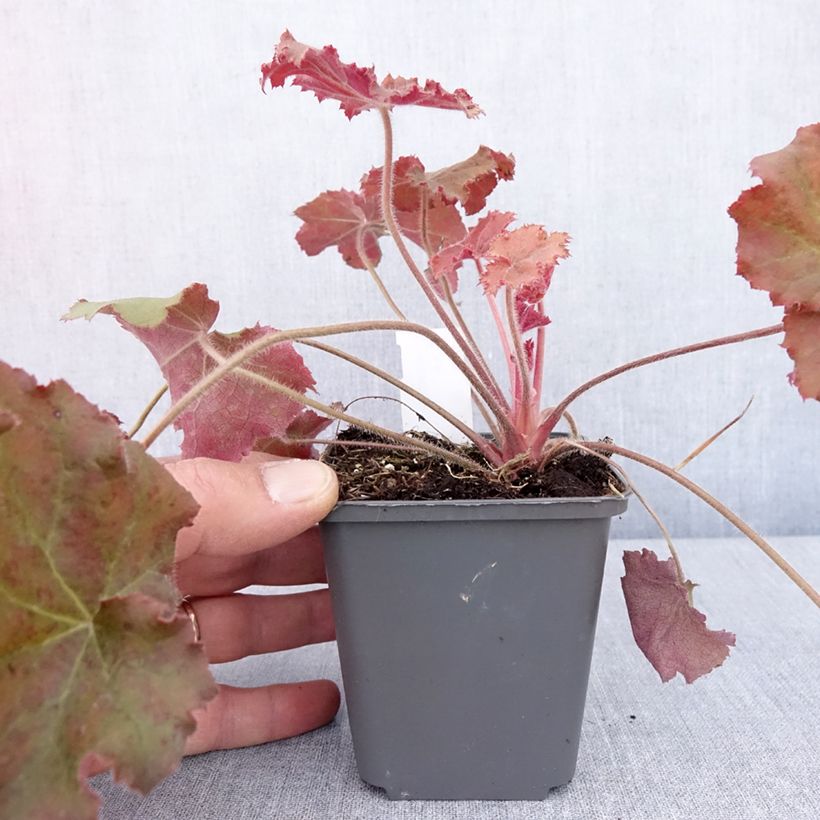 Heuchera Kassandra Vasetto da 8/9 cm esemplare consegnato in primavera