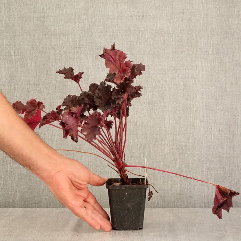 Esemplare di Heuchera Dark Secret Vasetto da 8/9 cm come consegnato in autunno