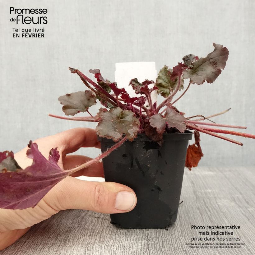 Heuchera Dark Secret Vasetto da 8/9 cm esemplare consegnato in inverno
