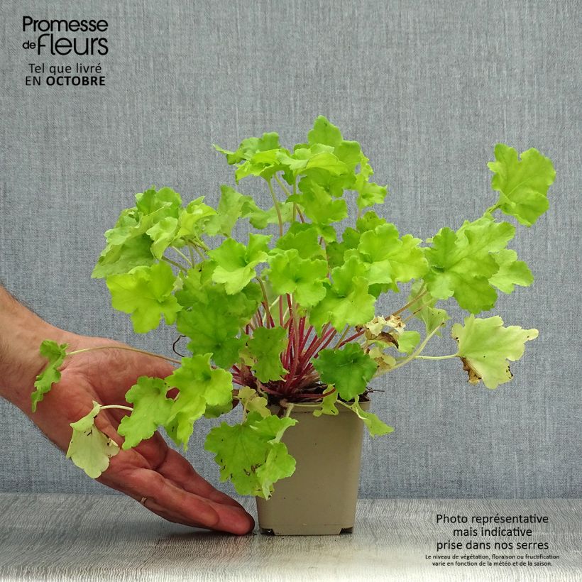 Esemplare di Heuchera Lime Marmalade Vasetto da 8/9 cm come consegnato in autunno