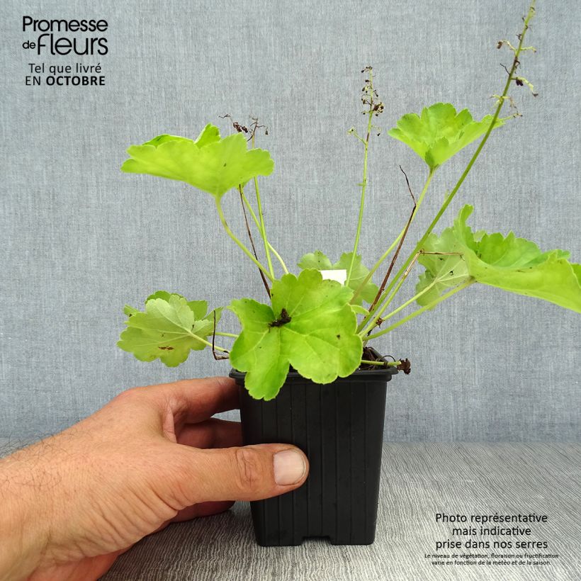 Esemplare di Heuchera Little Cutie Blondie in Lime Vasetto da 8/9 cm come consegnato in autunno