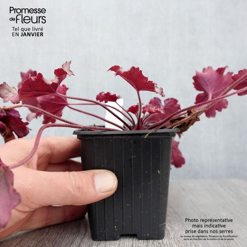 Heuchera Little Cuties Sugar Berry Vasetto da 8/9 cm esemplare consegnato in inverno
