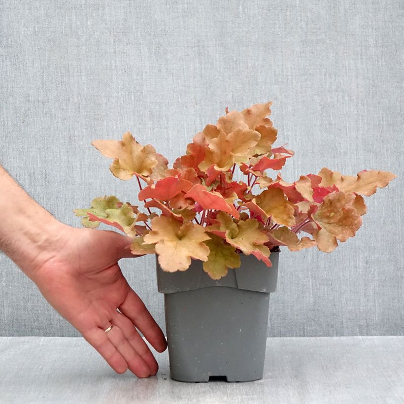 Esemplare di Heuchera Marmelade Vaso da 2L/3L come consegnato in autunno