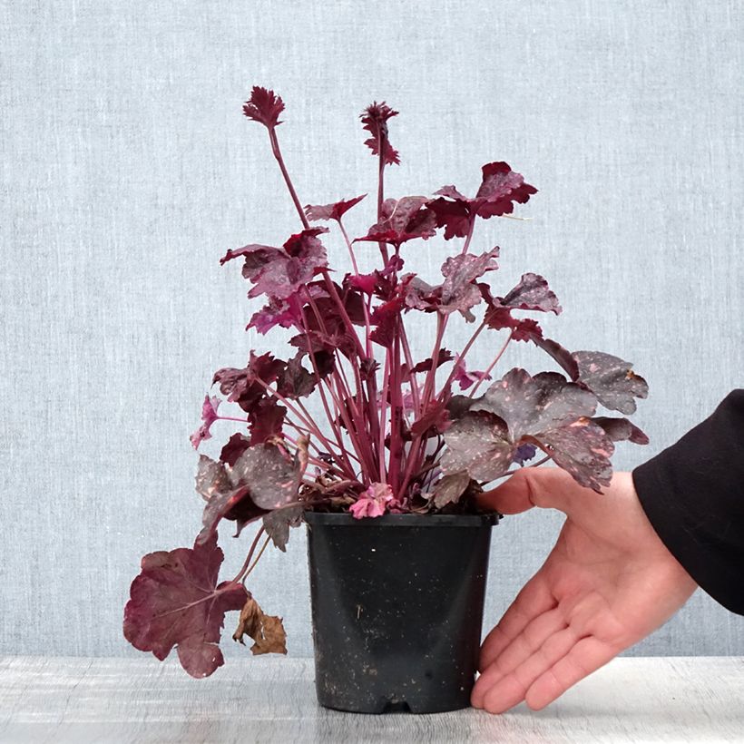 Heuchera Midnight Rose Vaso da 1,5L/2L esemplare consegnato in primavera