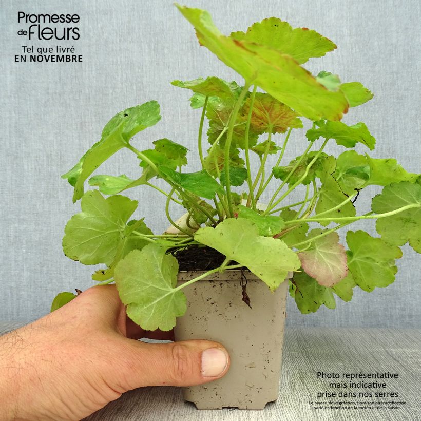 Esemplare di Heuchera Miracle Vasetto da 8/9 cm come consegnato in autunno